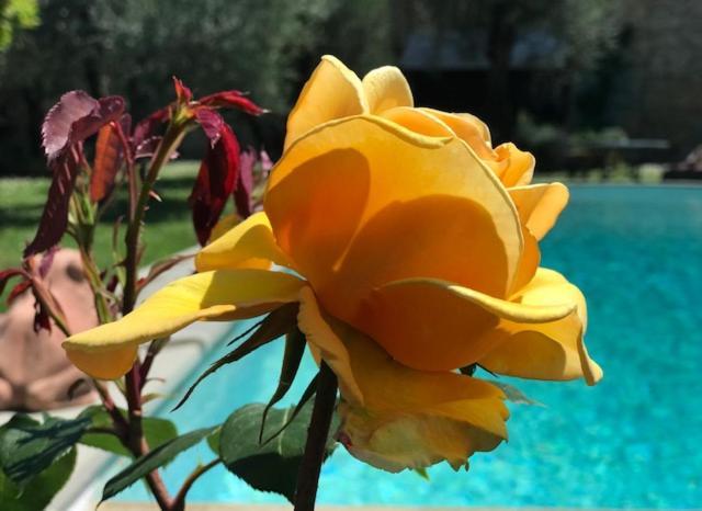 Villa Giotto Florence Pozzolatico Екстериор снимка